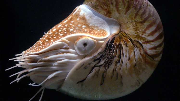 Nautilus Shell | Minecraft