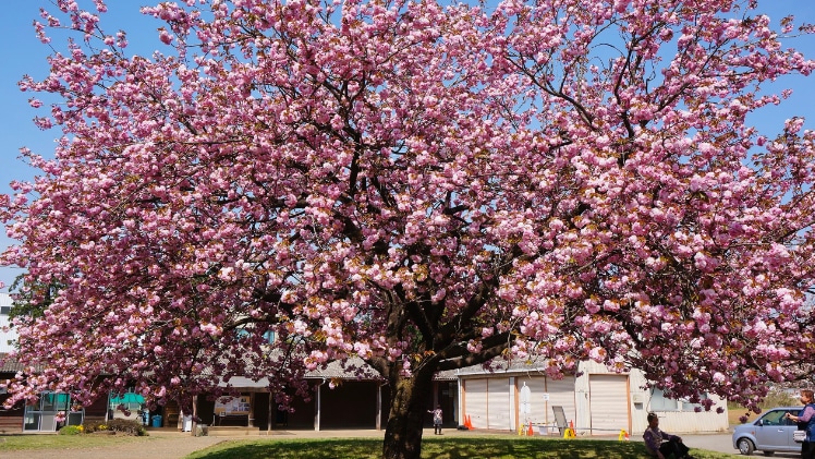 A real-life photo of a cherry blossom tree.