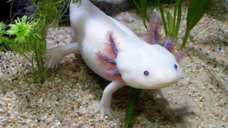 A real-world axolotl.