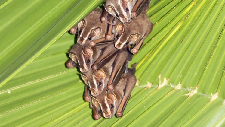 A couple of real bats, huddled together.