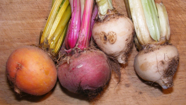 A collection of real-world root crops