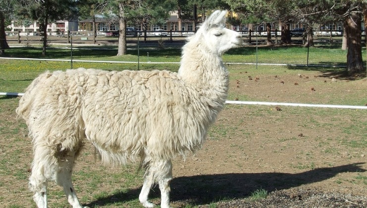 A photo of a real-world white llama standing in an enclosure.