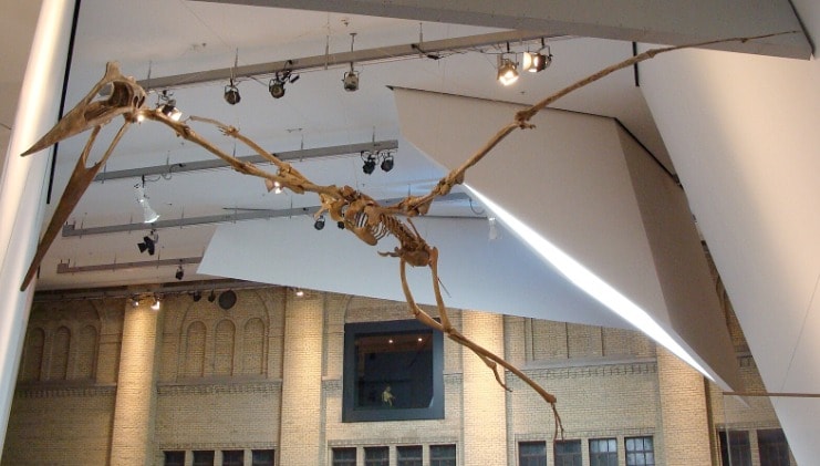 A skeleton of a dinosaur hanging from the ceiling in a museum.