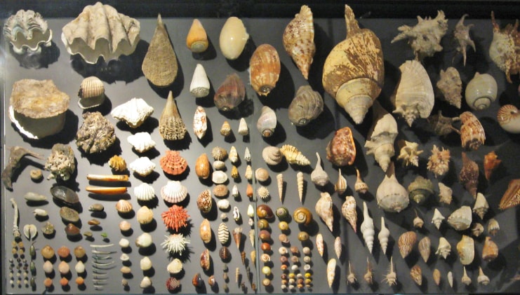 A photo depicting a collection of shells and fossils.