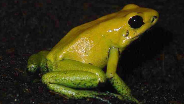 A close-up photo of a real-life poison dart frog, taken during the night.